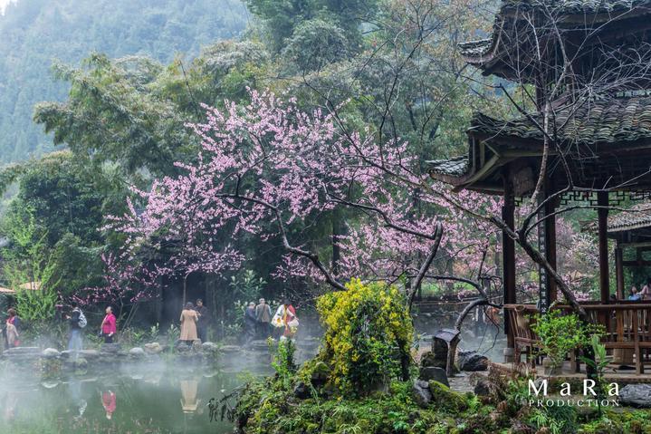 银河中动物逃生